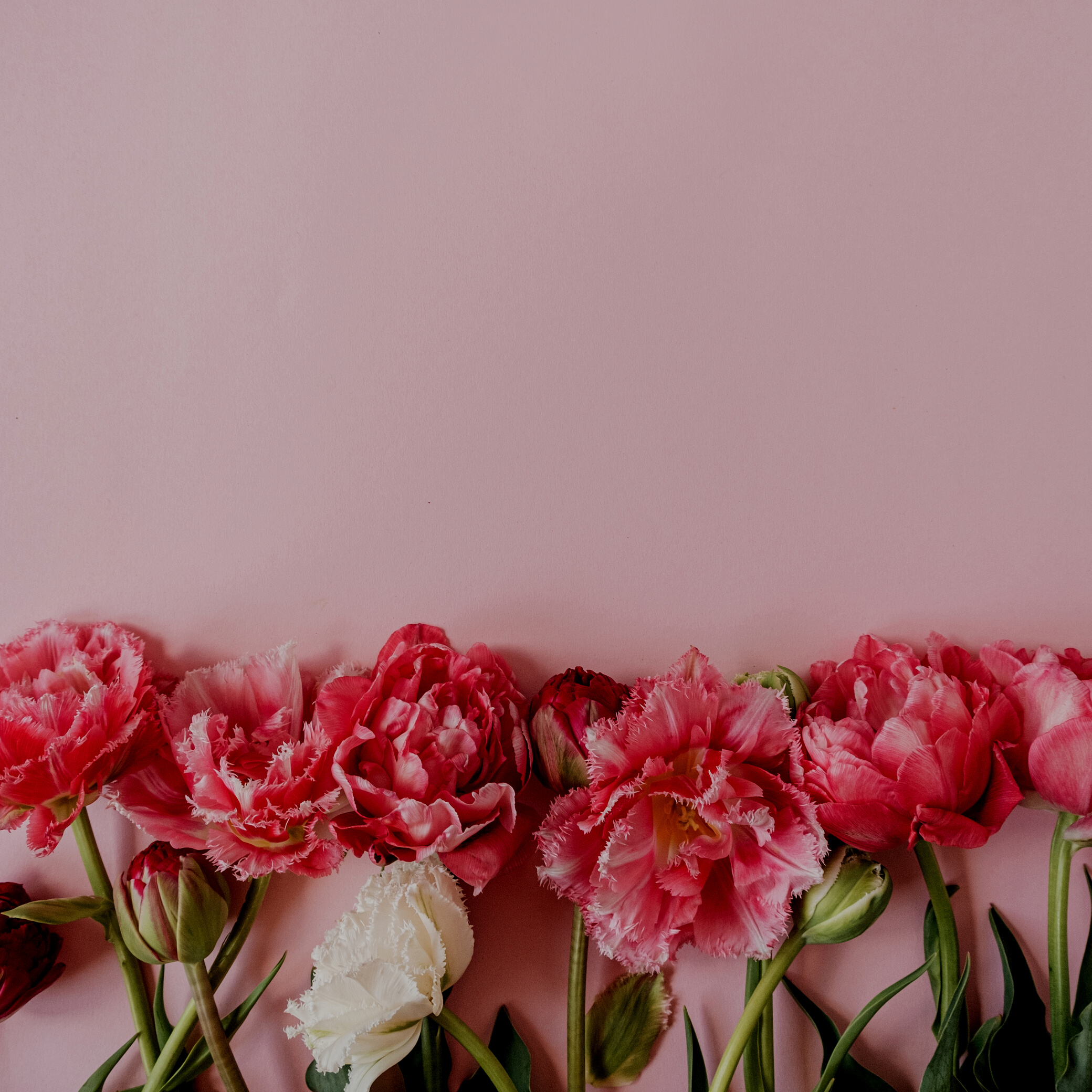 Beautiful Peonies on Pink Background